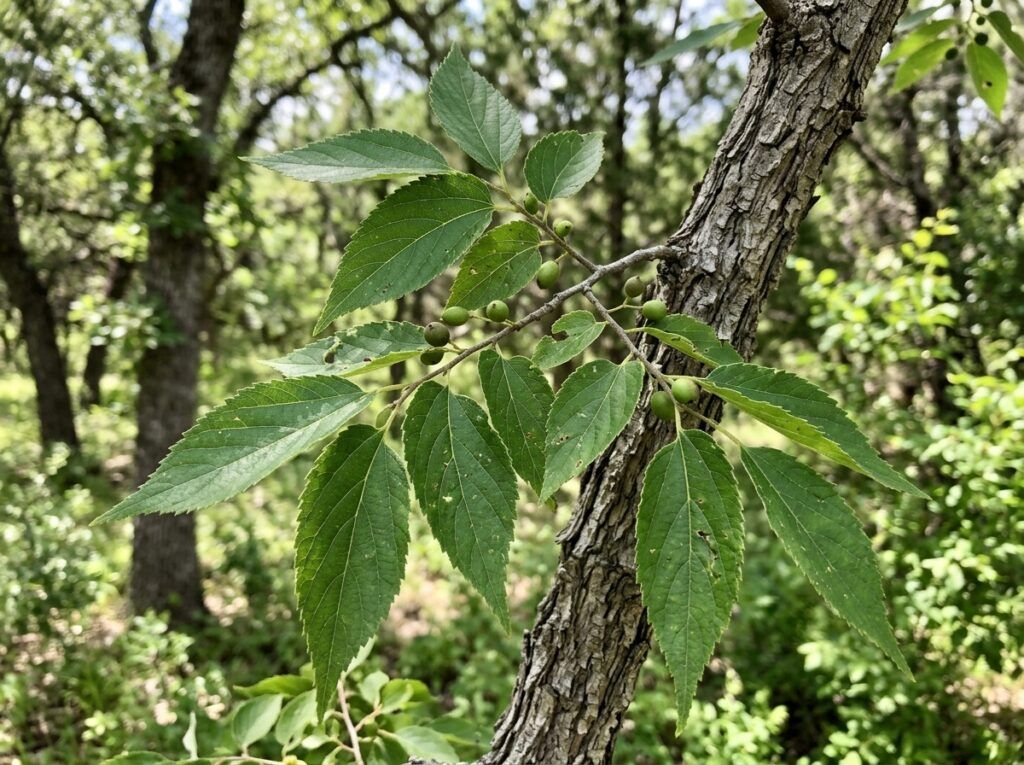 Hackberry tree with full green canopy, shown as a young nursery specimen isolated on a white background.