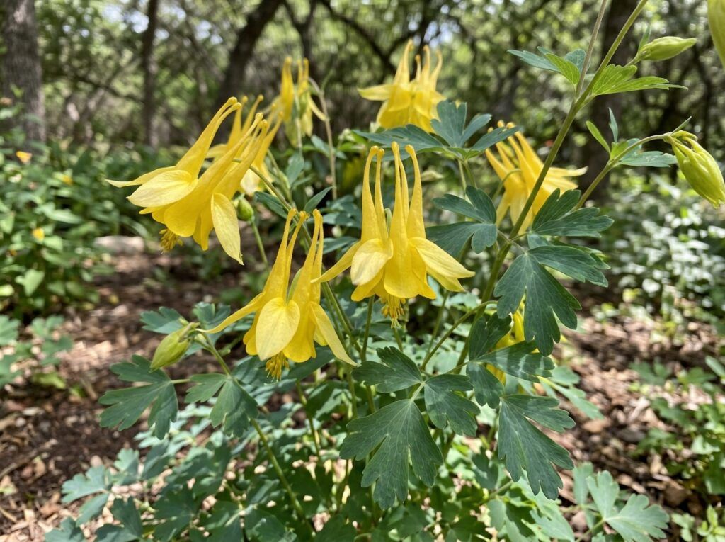 Hinckley Columbine perennial in a nursery pot with blue-green foliage and red-yellow blooms.