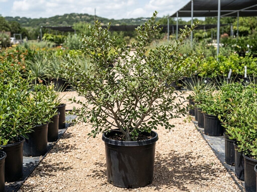 Hog Plum tree in a black nursery pot with dense green foliage on a white background.