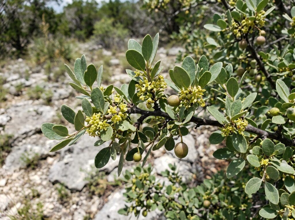 Hog Plum tree with dense green foliage in a black nursery container against a light background.
