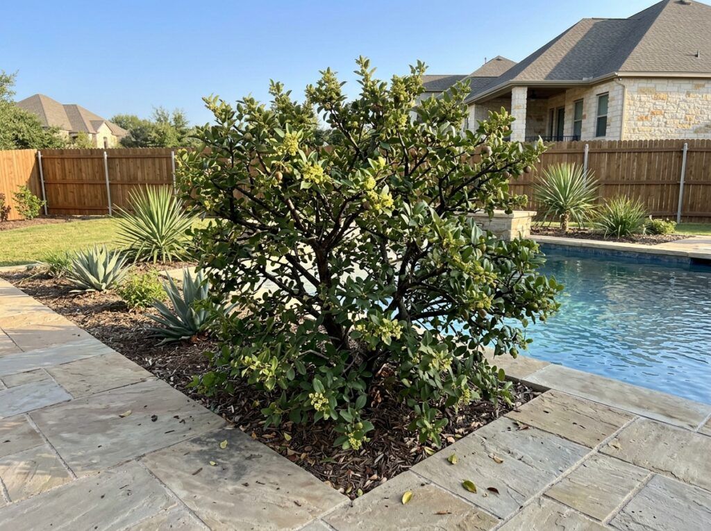 Hog Plum tree in a nursery pot with glossy green leaves.