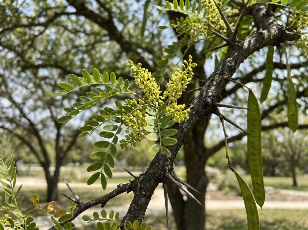 Honey Locust tree with airy, fern-like green foliage and branching trunk shown as a mature landscape specimen.