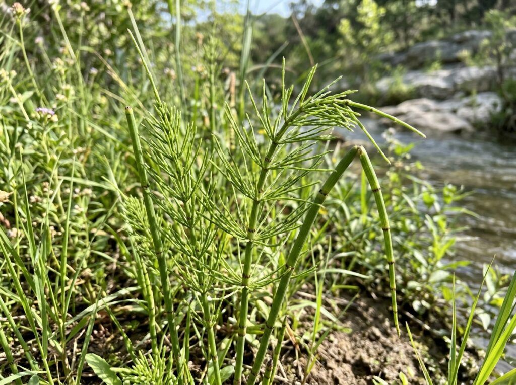 Horsetail perennial with upright green jointed stems growing in a black nursery pot.