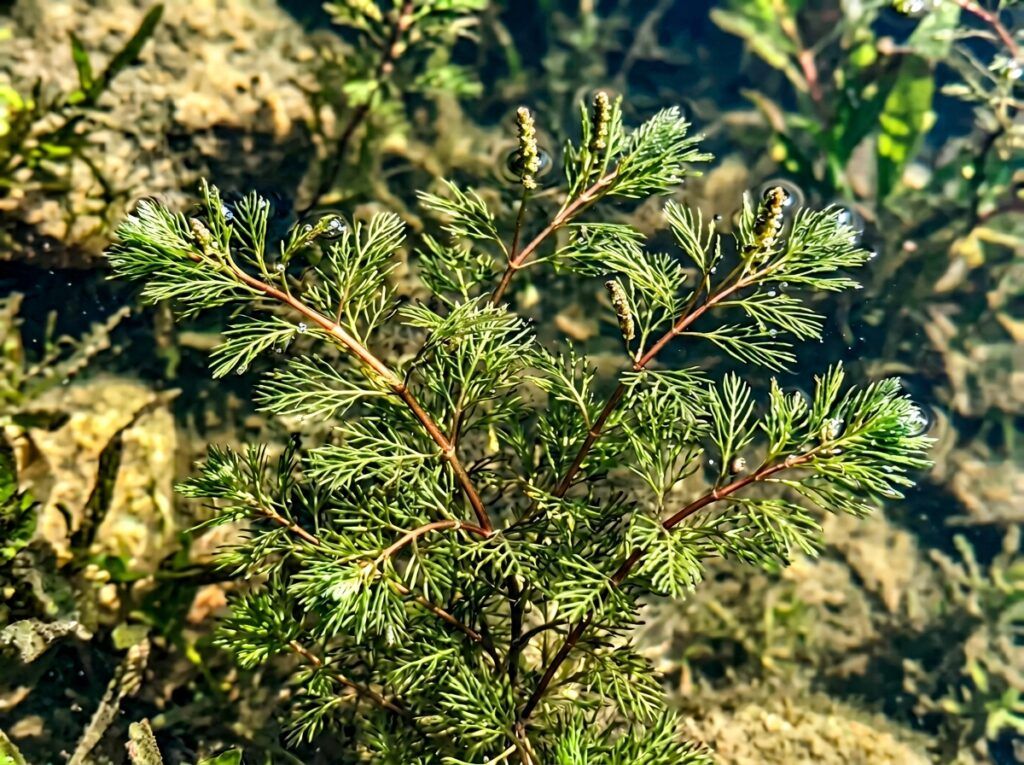 Illinois Pondweed aquatic plant with long narrow green leaves floating in pond water.