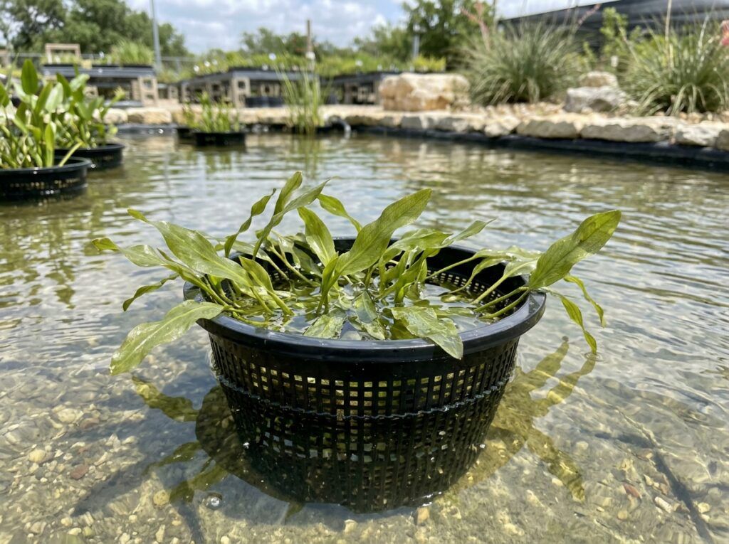 Illinois Pondweed aquatic plant with slender green leaves floating in clear water.
