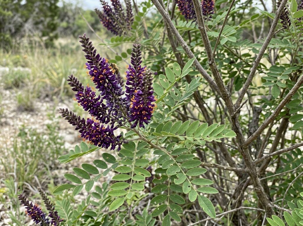 Indigobush shrub in a nursery container with dense green foliage and small purple flower spikes.