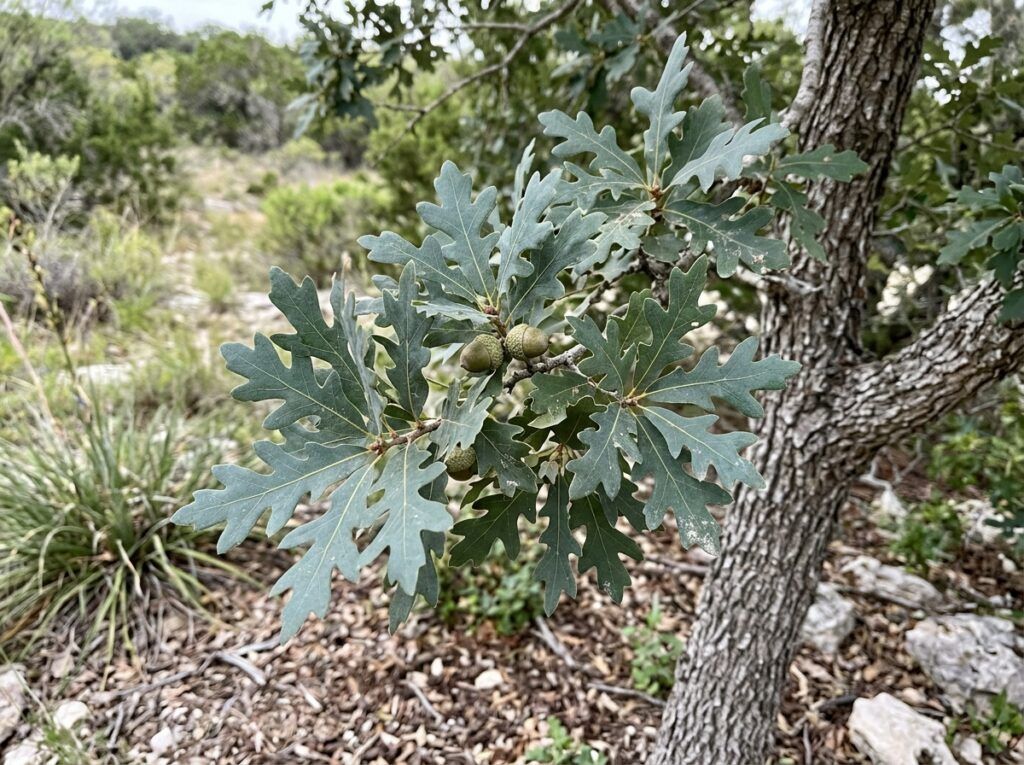 Lacy Oak tree with airy blue-green foliage in a nursery container on a clean white background.
