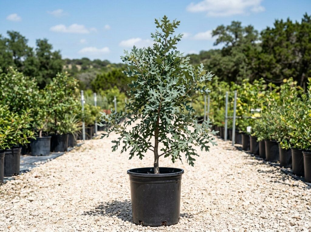 Lacy Oak tree in a nursery container with a slender trunk and airy, lacy green foliage.