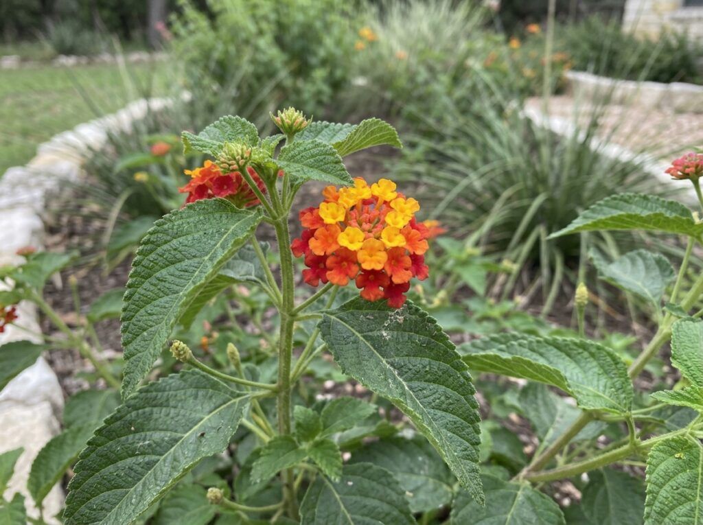 Lantana shrub in a nursery pot with clusters of small multicolored flowers and dense green foliage.