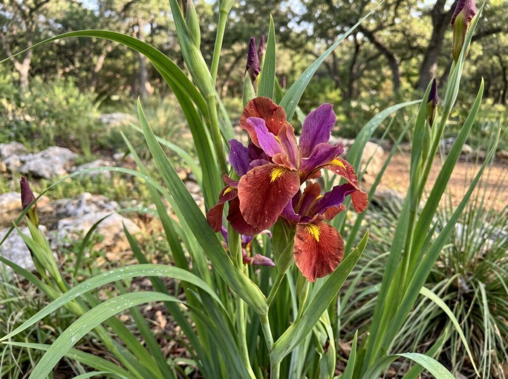 Louisiana Iris perennial in a nursery pot with upright green leaves and purple blooms.