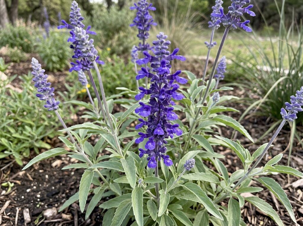 Mealy Cup Sage perennial in a nursery pot with blue flower spikes and dense green foliage.