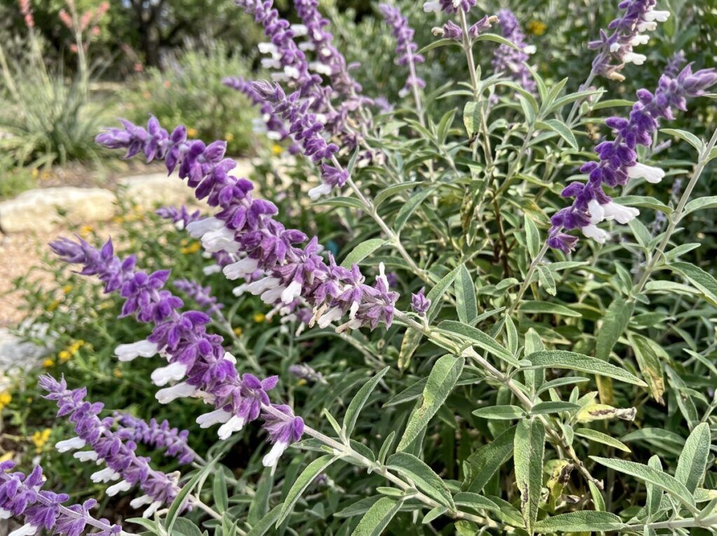 Mexican Bush Sage perennial in a container with gray-green foliage and purple flower spikes.