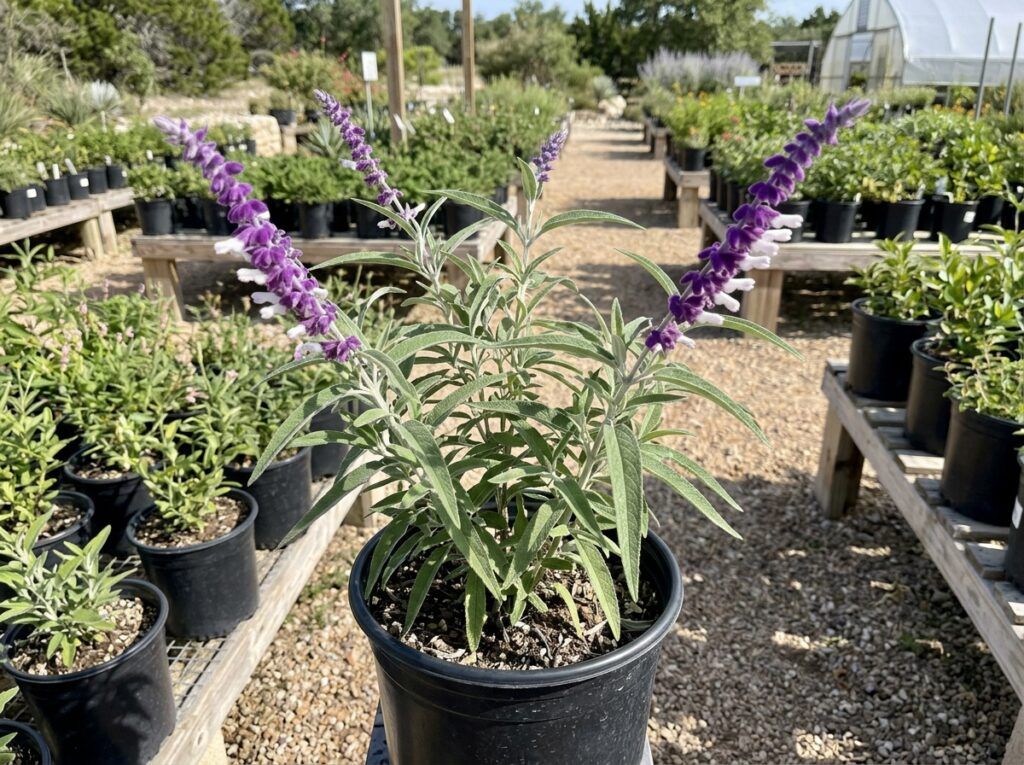 Mexican Bush Sage perennial with purple flower spikes and gray-green foliage in bloom.