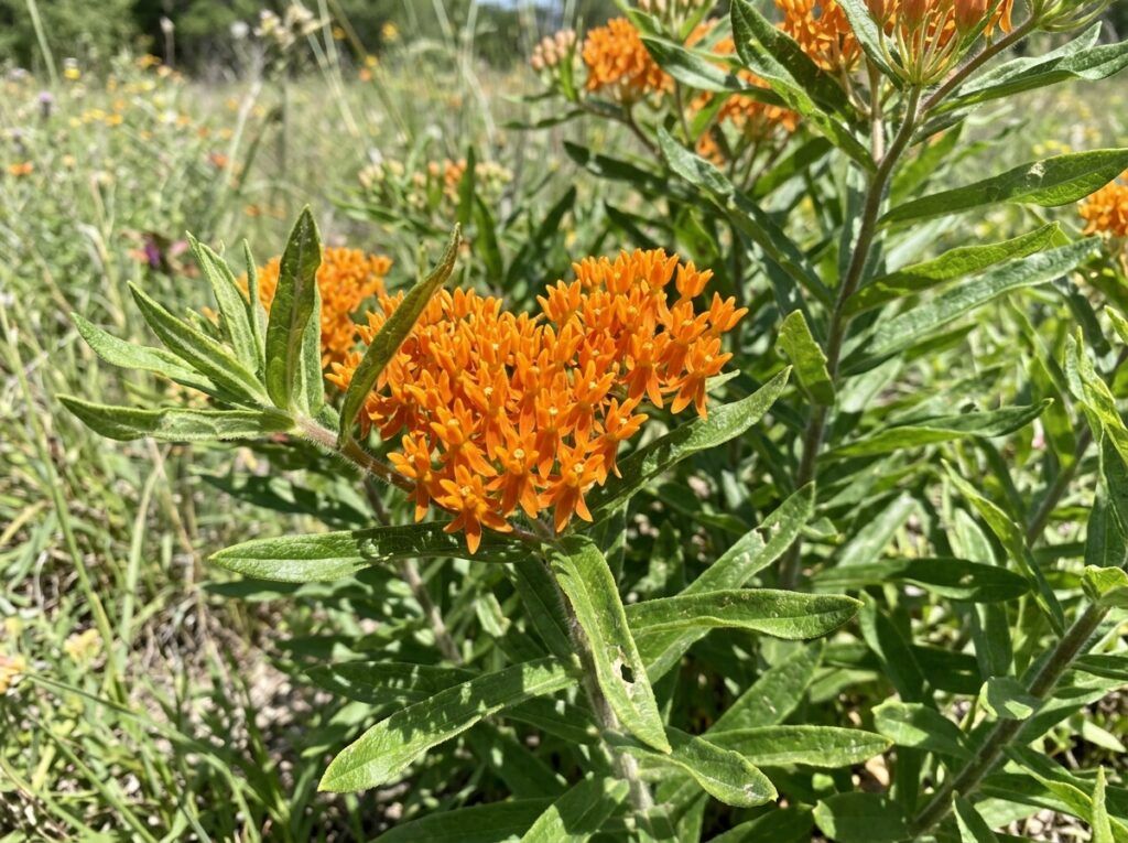 Mexican Butterfly Weed with clusters of bright orange and yellow flowers and narrow green leaves in bloom.