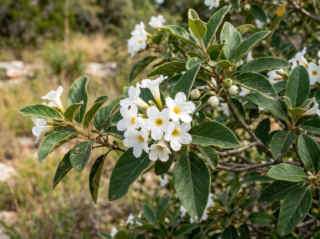 Mexican Olive tree in a container, showing a young specimen with dense green foliage against a plain background.