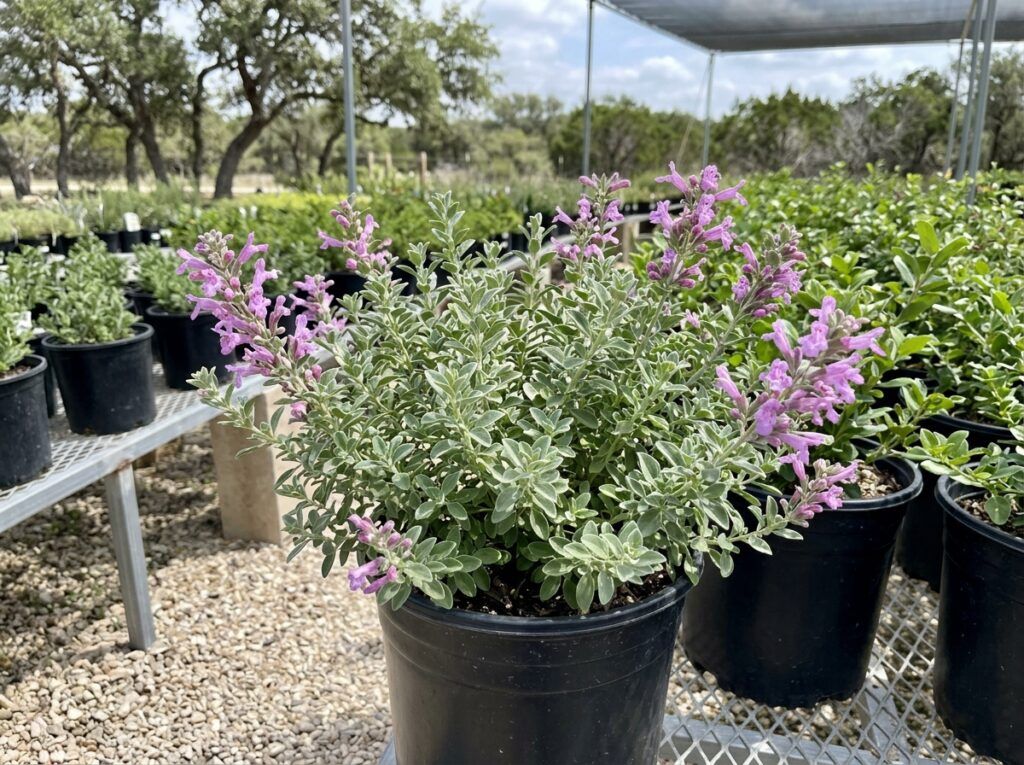 Mexican Oregano in a black nursery pot, showing dense, bright green foliage and branching stems.