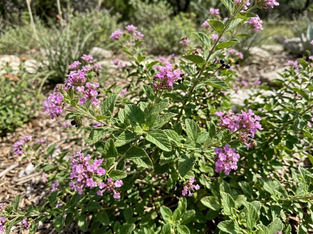 Mexican Oregano shrub in a nursery pot with dense green leaves.