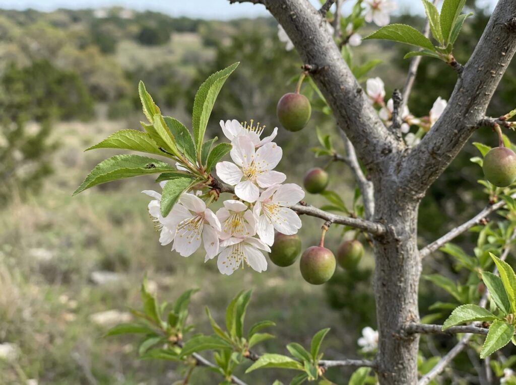 Mexican Plum tree with dense green foliage in a nursery container.