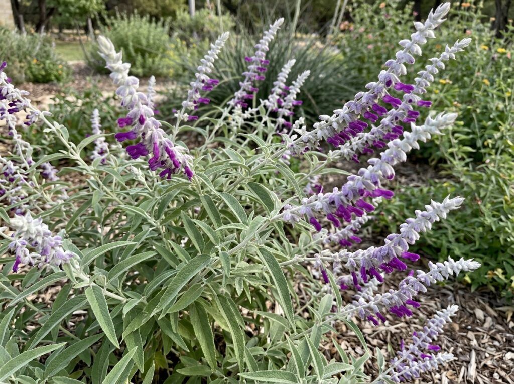 Mexican Sage perennial with arching stems and purple flower spikes in a nursery pot.