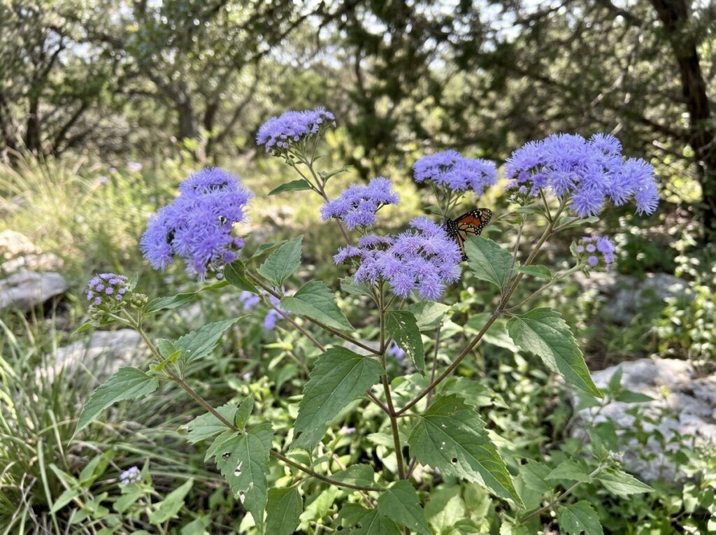 Mist Flower perennial with clusters of fuzzy lavender blooms and green foliage in a garden bed.