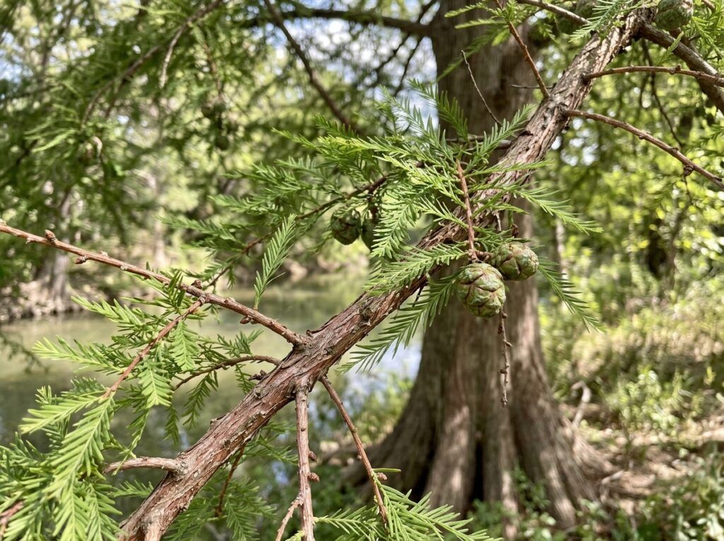 Montezuma Cypress tree in a nursery container with feathery green foliage.