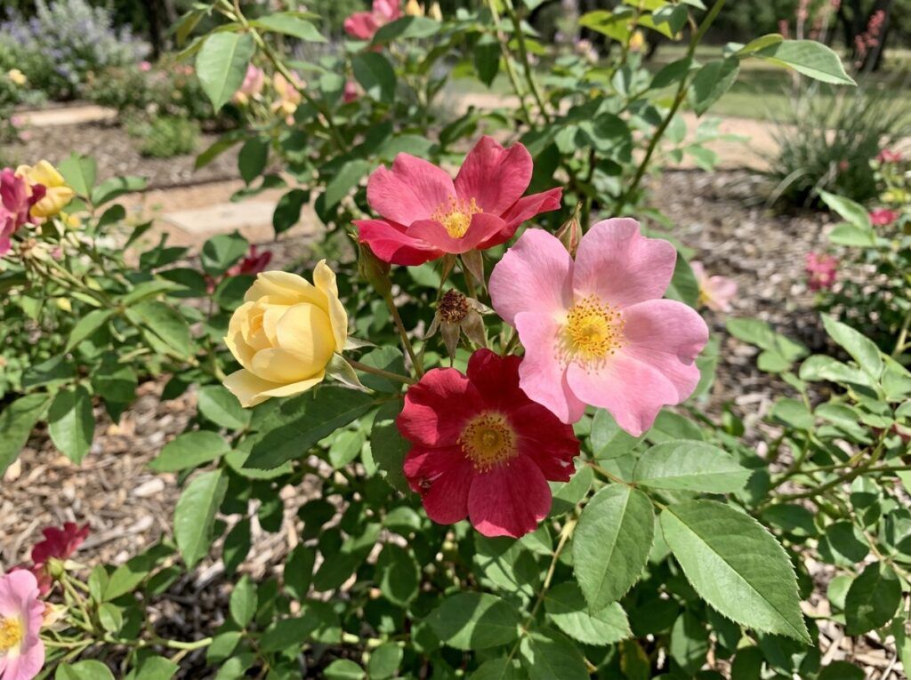 Mutabilis Rose shrub with clusters of pink and yellow blooms and glossy green foliage in a garden bed.