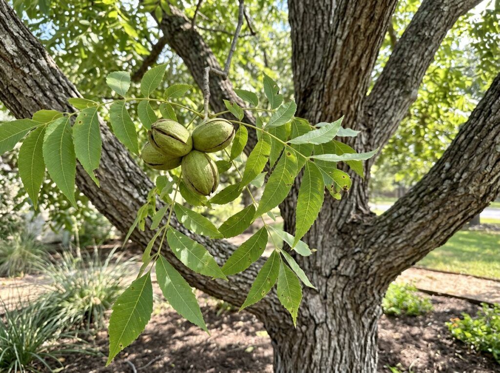 Pecan Tree with glossy green leaves and clusters of ripening nuts on branches against a blurred background.