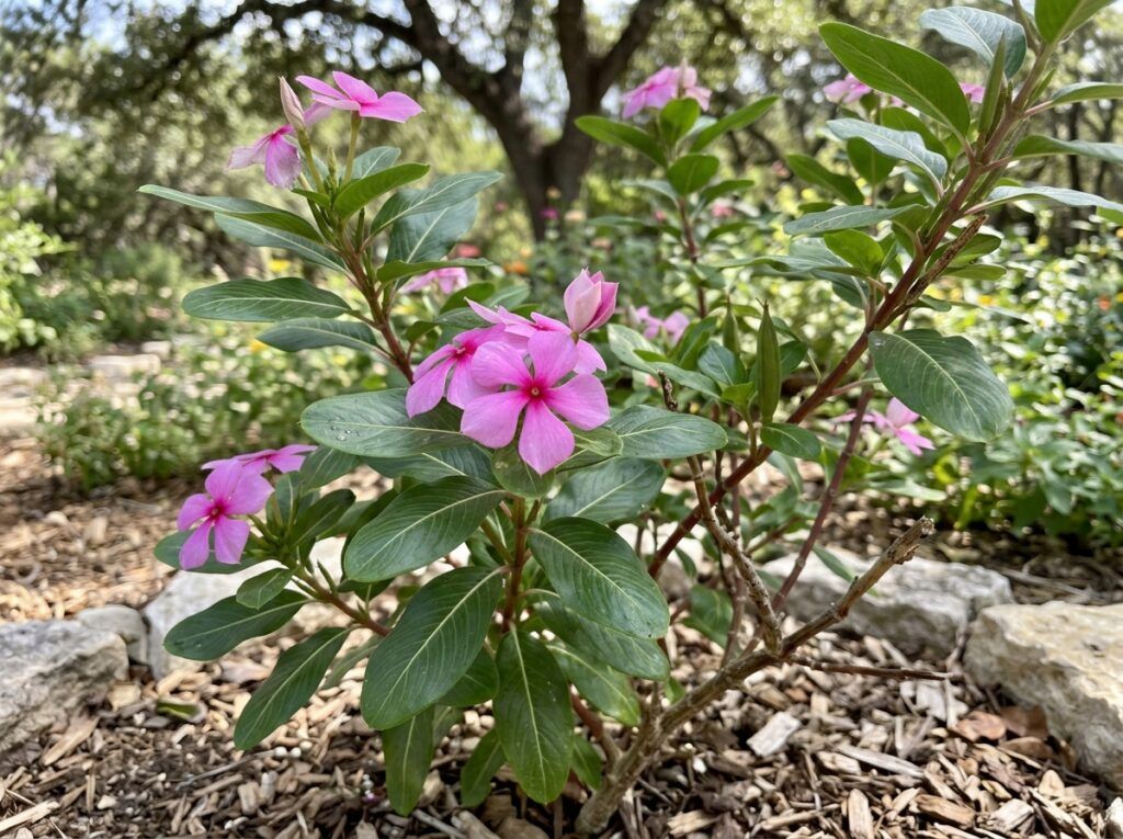 Periwinkle groundcover with glossy green leaves and purple flowers in a nursery container.