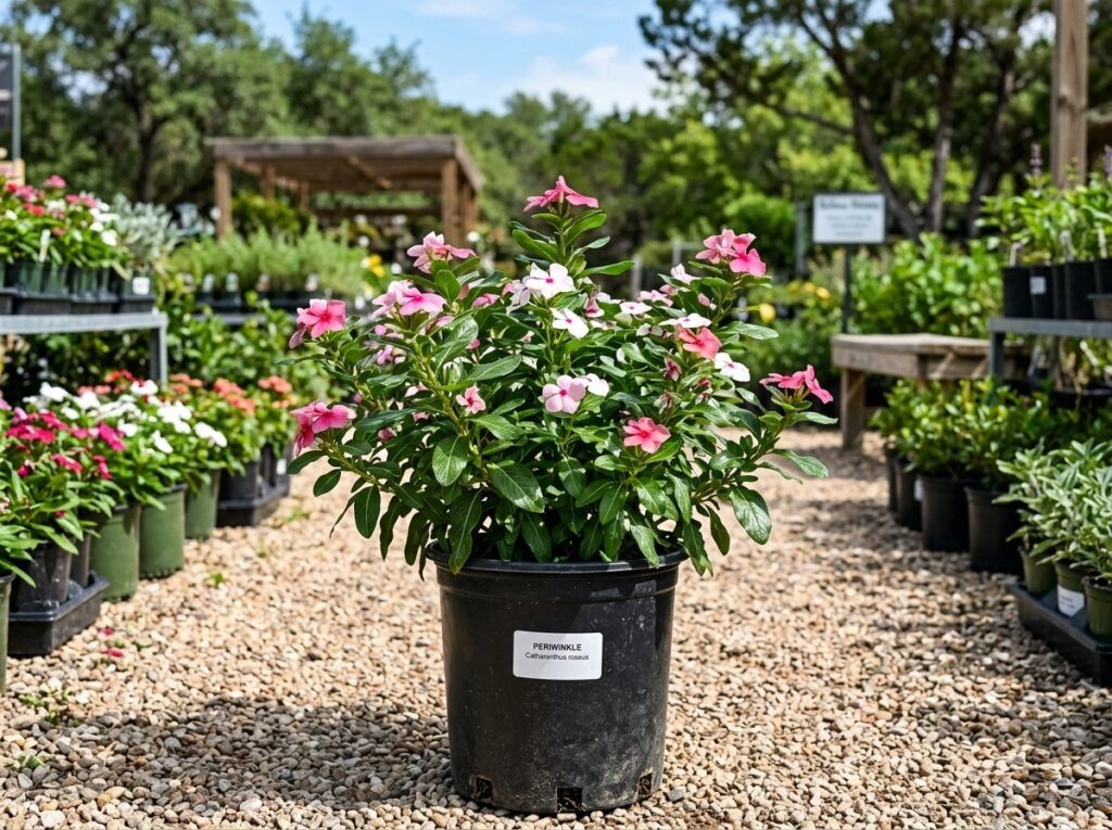 Periwinkle groundcover with purple blooms and glossy green leaves in a nursery container.