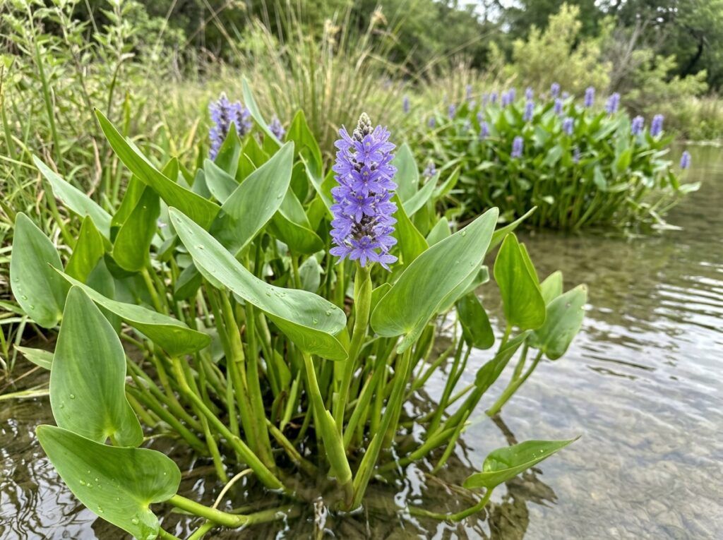 Pickerelweed perennial with upright green leaves and purple flower spikes growing in shallow water.