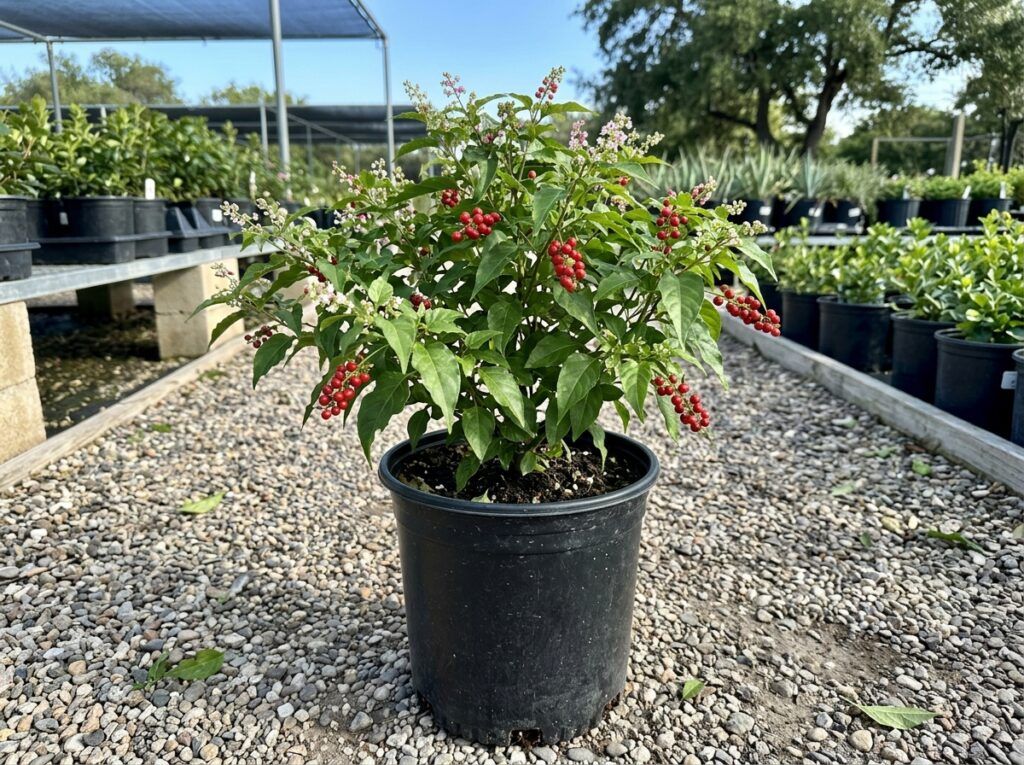 Pigeonberry shrub in a black nursery pot with glossy green leaves and clusters of bright red berries.