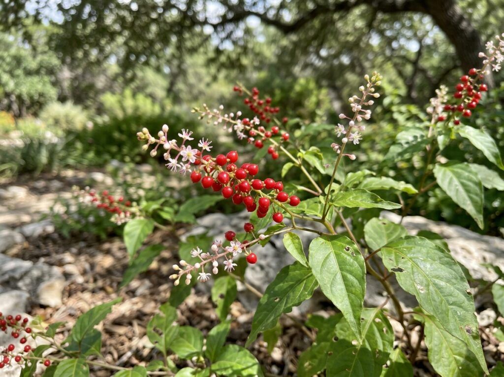 Pigeonberry shrub in a black nursery pot with glossy green leaves and clusters of red berries.