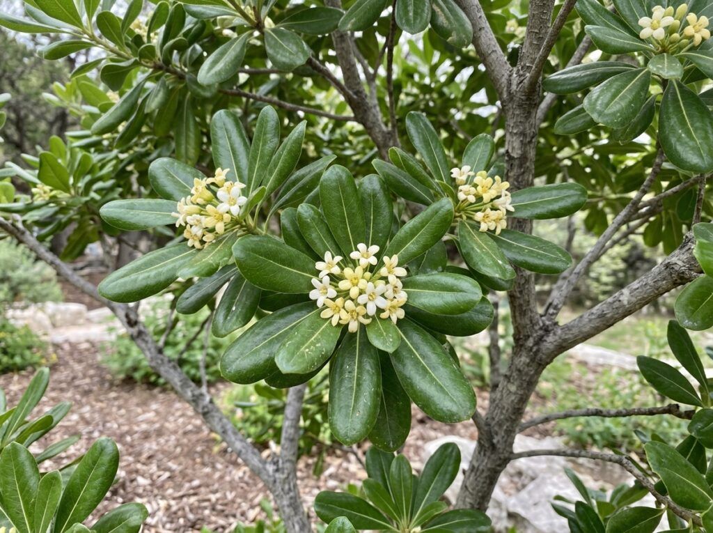 Pittosporum shrub in a black nursery pot with dense, glossy green foliage.
