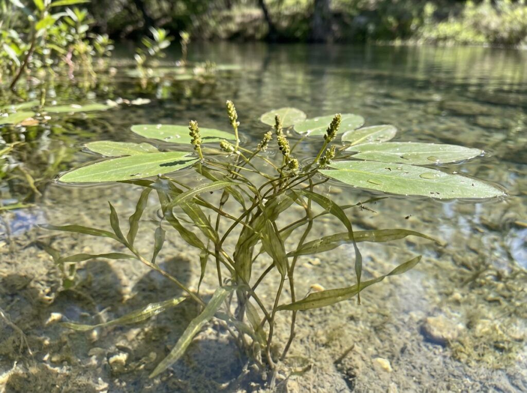Pondweed aquatic plant with slender green leaves in water, shown as a dense clump.