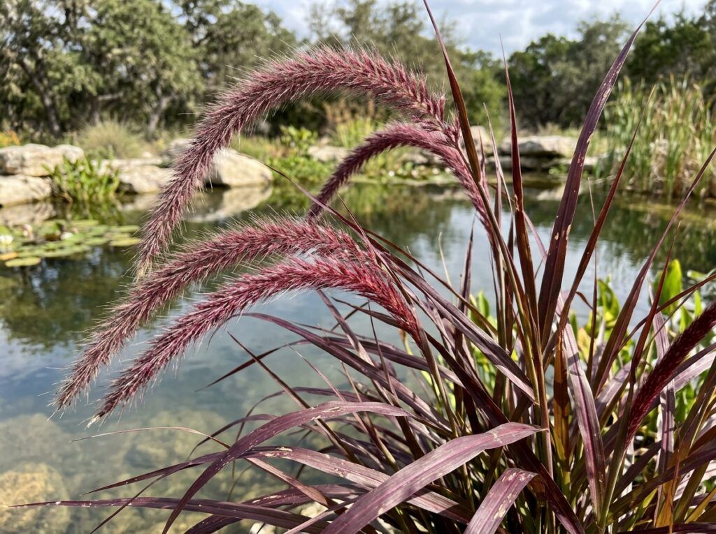 Purple Fountain Grass in a nursery pot with arching burgundy blades and fuzzy pink flower plumes.