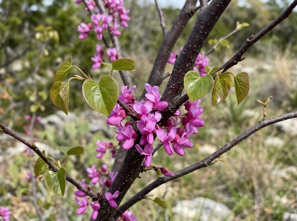 Redbud Tree with pink blossoms and heart-shaped leaves in a nursery container.