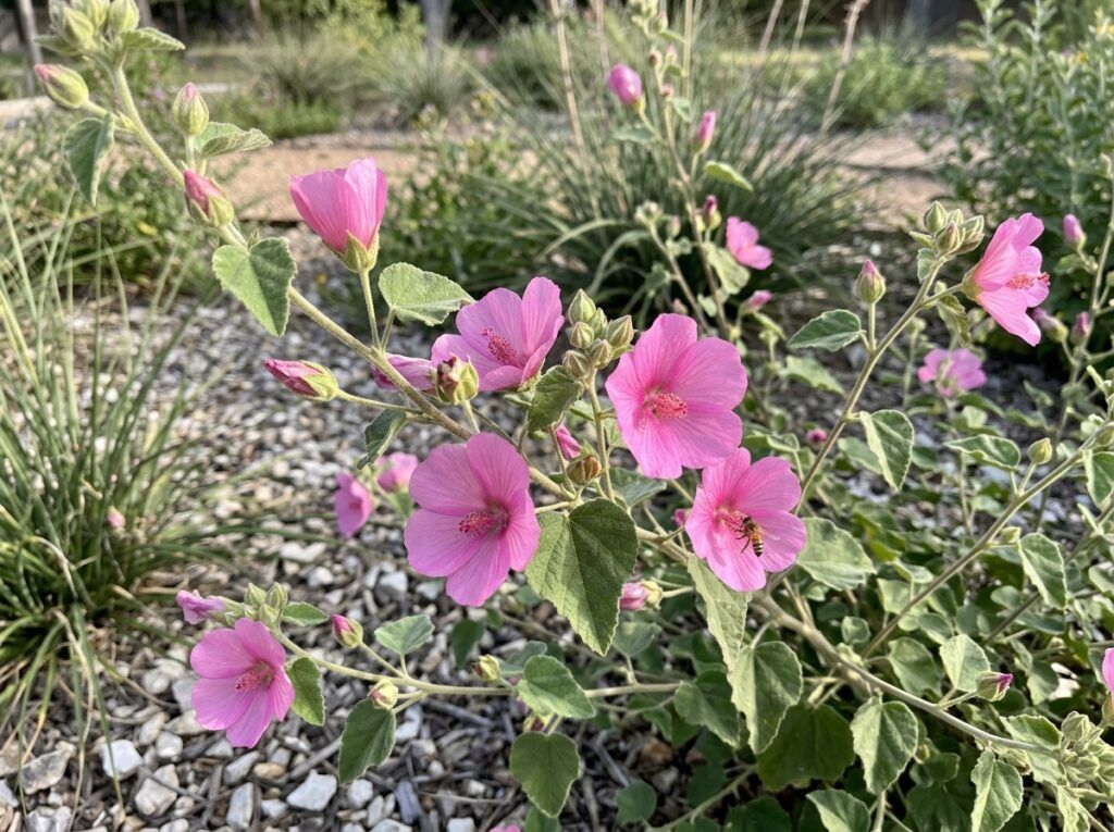 Rock Rose shrub with pink blooms and dense green foliage growing in a nursery container.