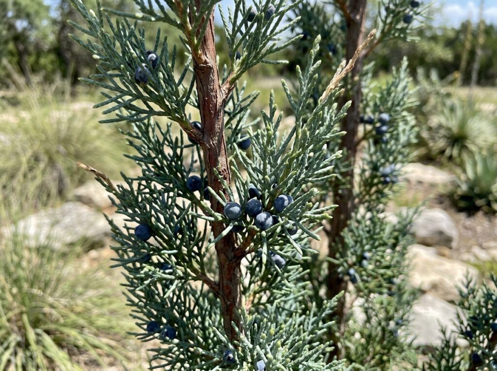 Rocky Mountain Juniper shrub with dense blue-green evergreen foliage growing in a nursery container.
