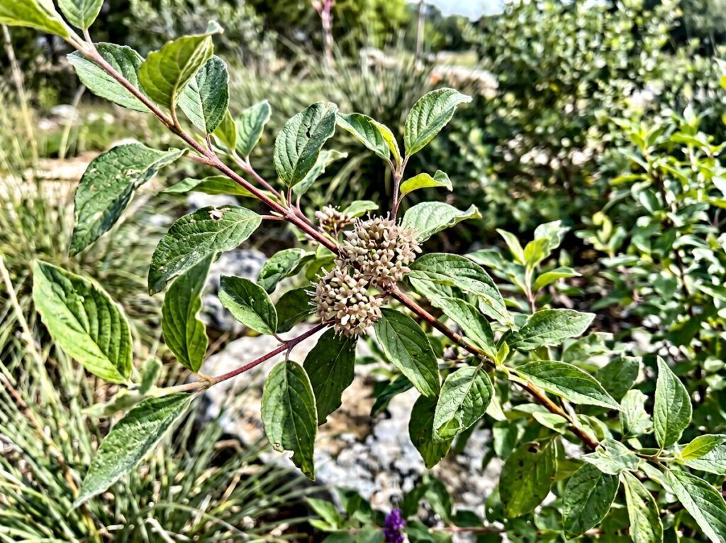 Roughleaf Dogwood shrub with dense green foliage and rough-textured leaves in a black nursery container.