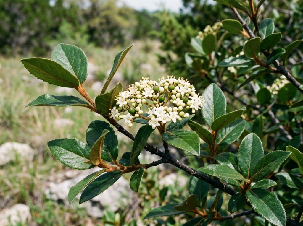 Rusty Blackhaw Viburnum shrub in a nursery container with dense green foliage.