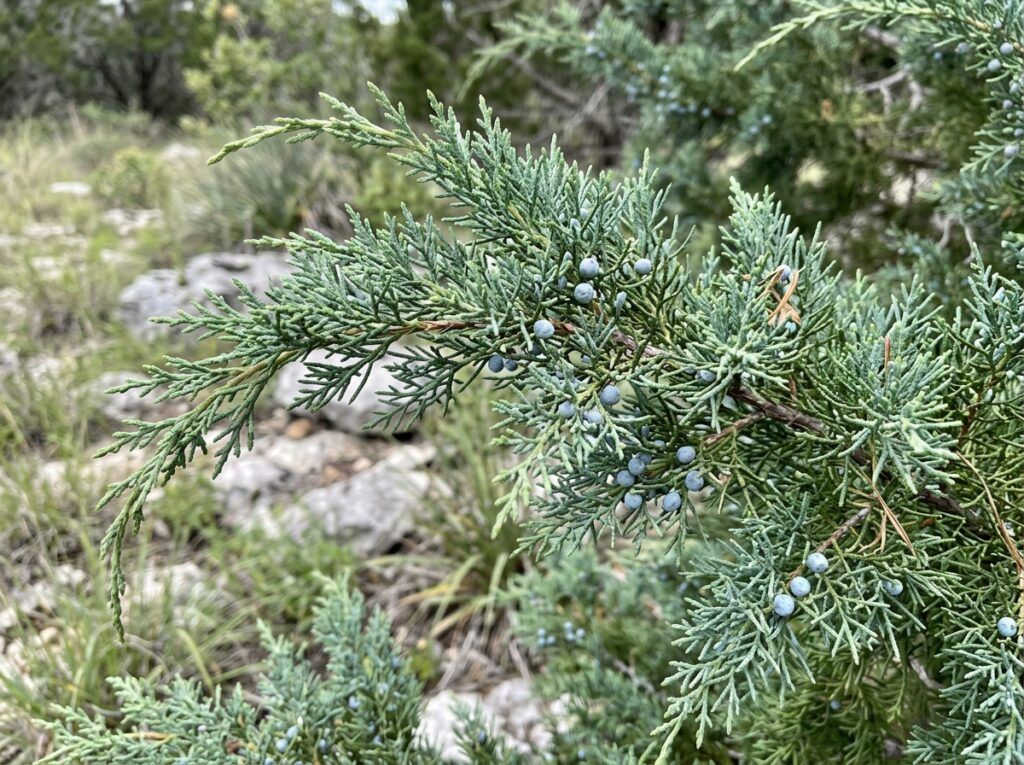 Sea Green Juniper shrub in a black nursery pot with dense blue-green evergreen foliage.