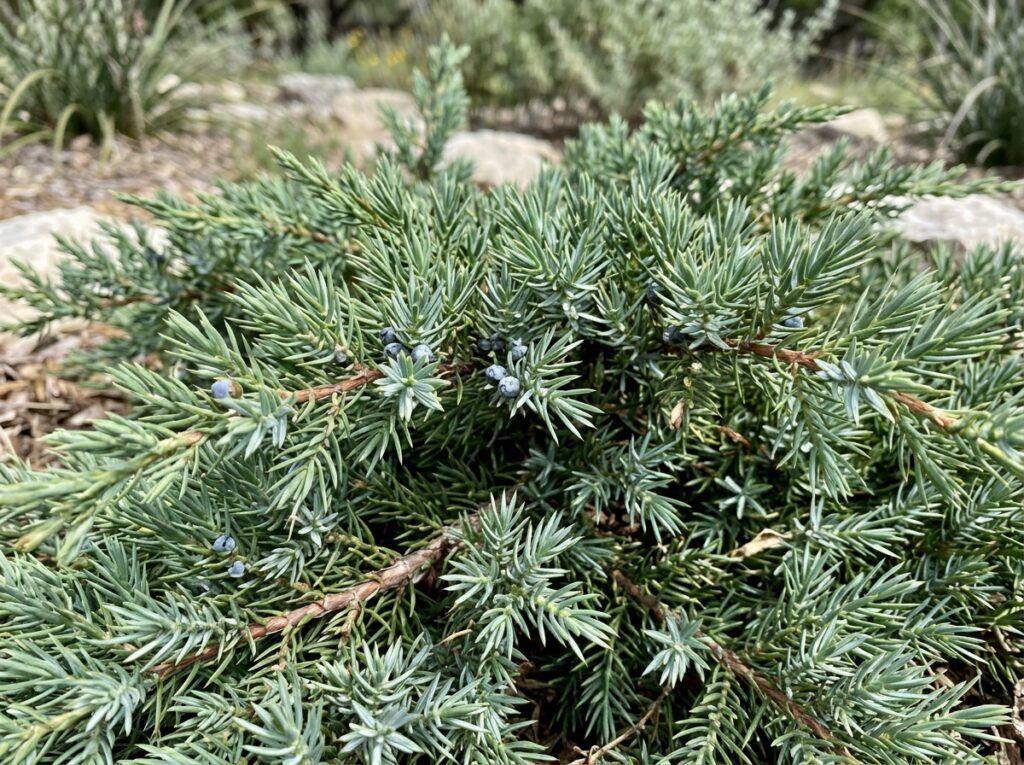Shore Juniper shrub in a nursery container with dense green foliage.