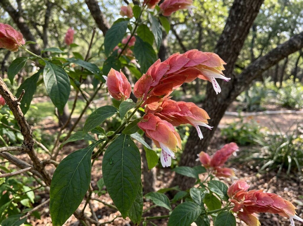 Shrimp Plant flowering shrub in a nursery pot with green leaves and pink shrimp-like bracts.