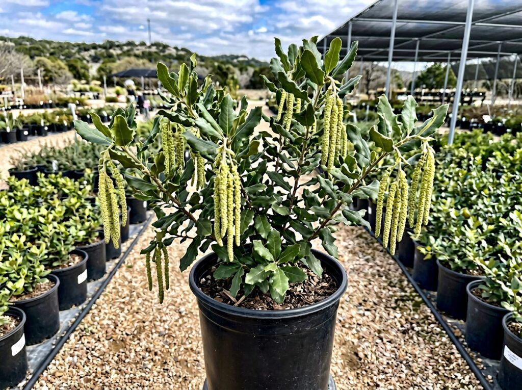 Silktassel shrub with glossy green leaves and hanging catkins in close-up.