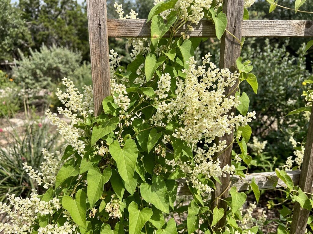 Silver Lace Vine climbing trellis with dense green leaves and clusters of small white flowers.