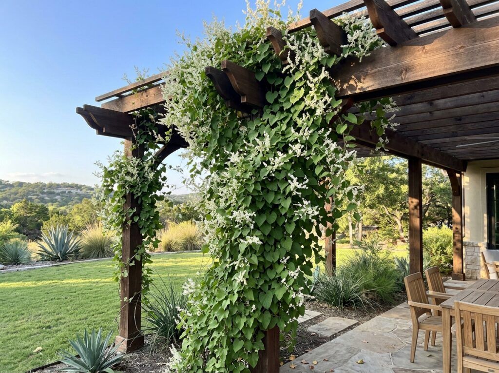 Silverlace Vine with green foliage and clusters of small white flowers climbing on a trellis.