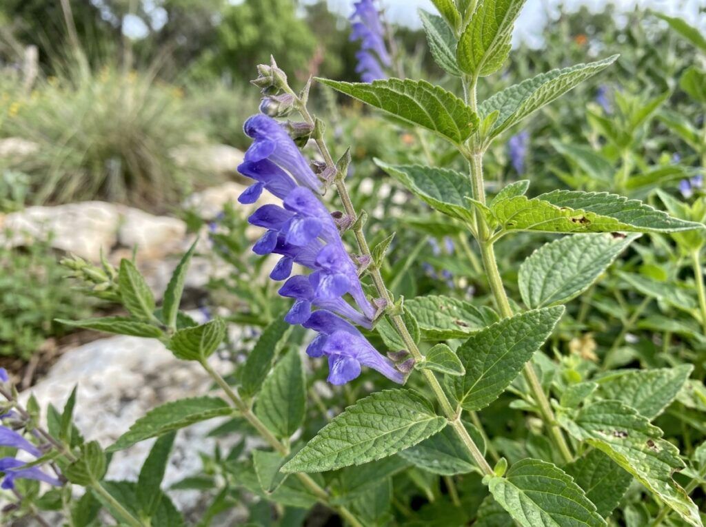 Skullcap perennial in a nursery pot with green foliage and small purple-blue flowers in bloom.