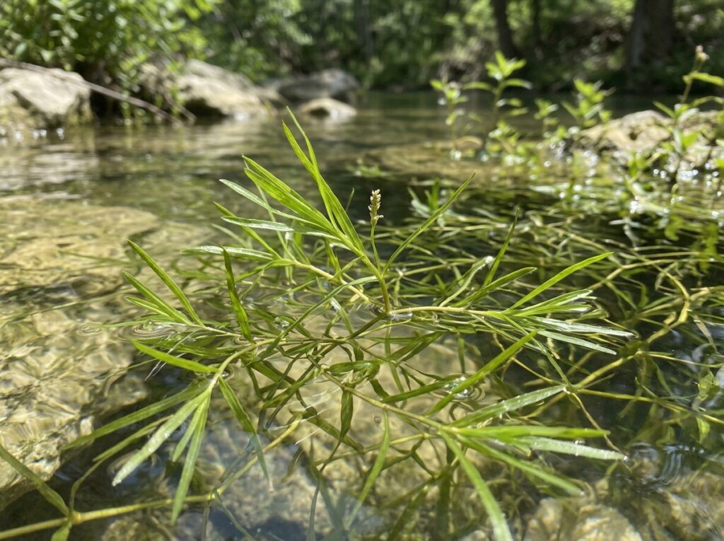 Small Pondweed aquatic plant with thin green stems and narrow leaves floating at the water surface.