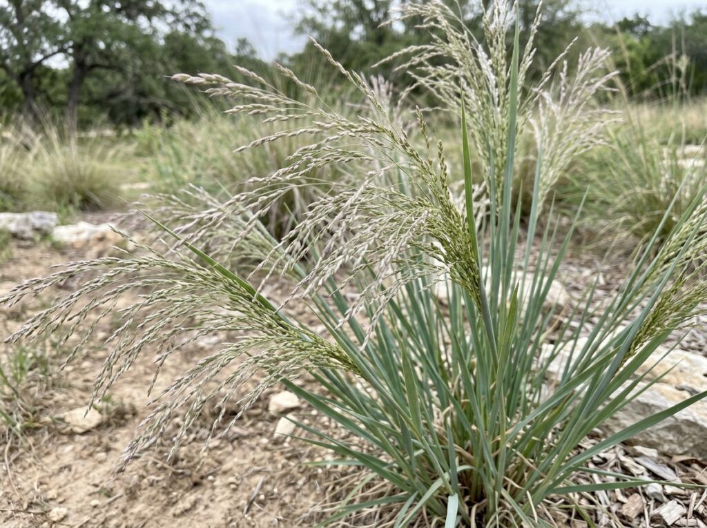 Switchgrass clump with upright green blades in a nursery container on a plain light background.