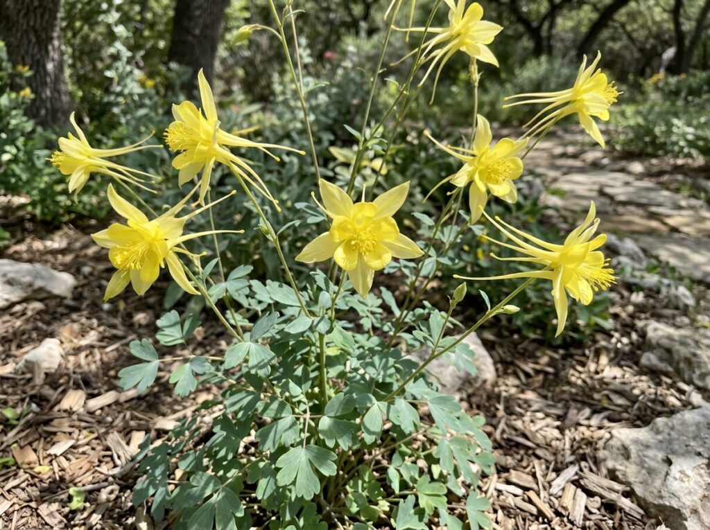 Texas Columbine perennial in bloom with red and yellow nodding flowers and lacy green foliage.
